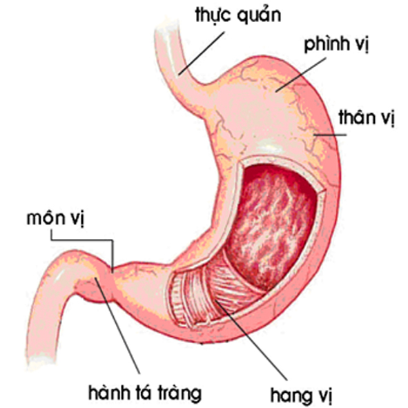 Bệnh dạ dày Bệnh dạ dày